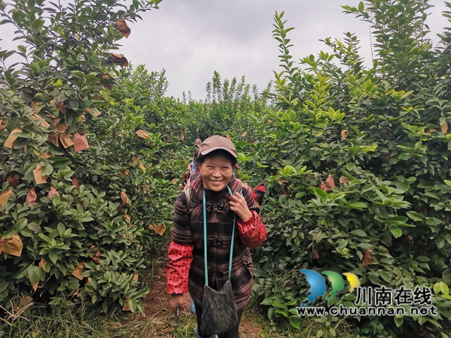 泸县：千亩柠檬熟了，村民日子甜了！(图2)