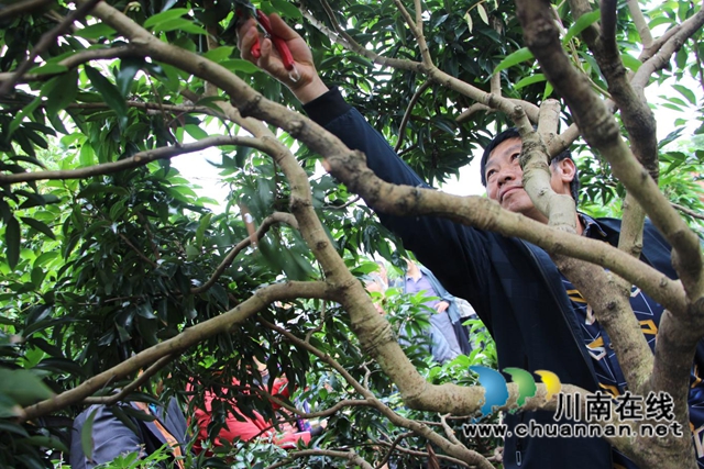 合江县荔江镇：凝聚统战力量，助力产业振兴