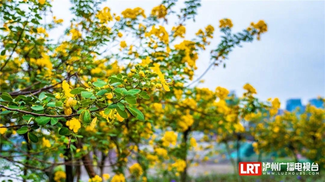 红橙黄绿青蓝紫，这样的七彩泸州美爆啦！(图9)