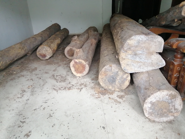 速来围观，合江公安将公开拍卖一批珍稀木材！(图4)