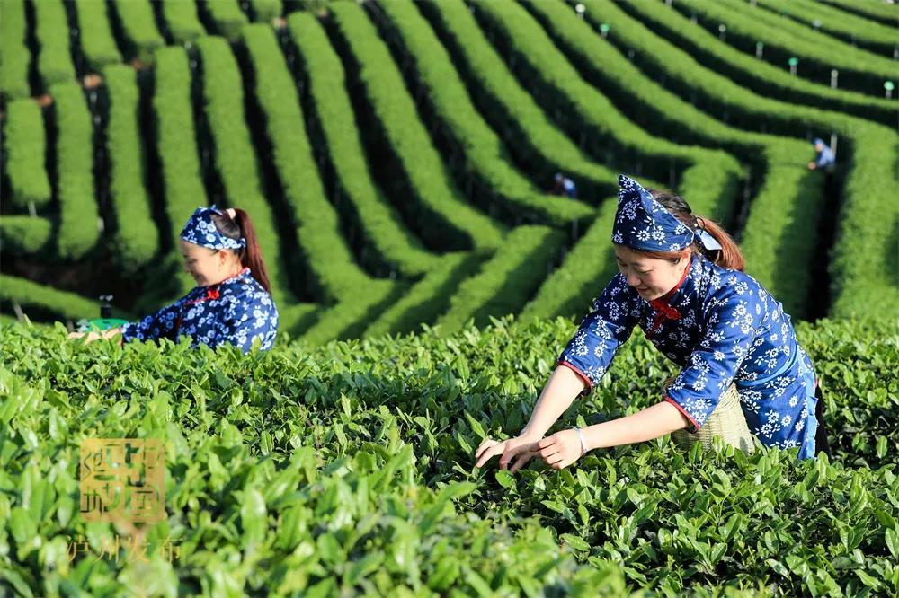 2021年中国美丽休闲乡村名单公示，泸州这个村入围(图2)