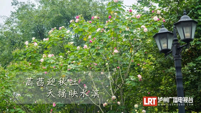 打卡地图都给你准备好了，泸州芙蓉花迎来最美花季！(图11)