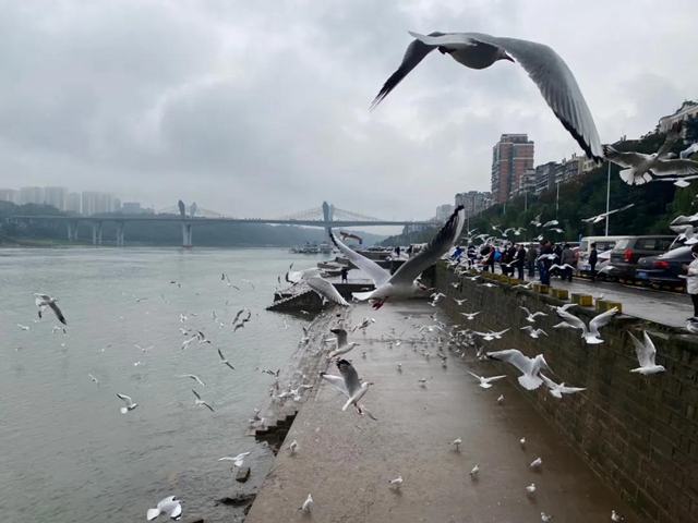 飞越千山万水 这些“网红”再赴泸州“东门口之约”(图7)