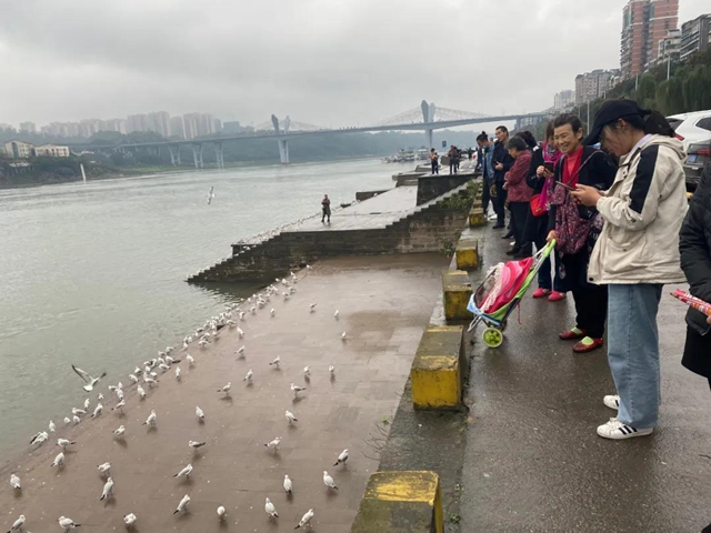 飞越千山万水 这些“网红”再赴泸州“东门口之约”(图3)