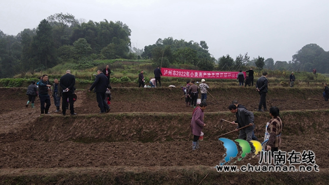合江县：示范推广小麦种植技术，促进群众增产增收(图2)