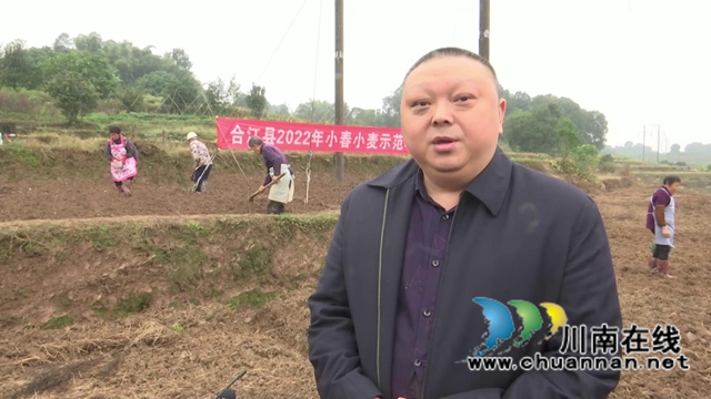 合江县：示范推广小麦种植技术，促进群众增产增收(图4)
