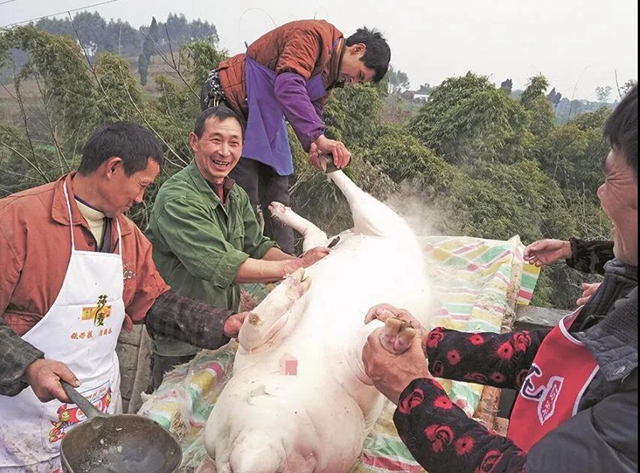关注！今年是不是不能杀年猪了？内江官方权威回应