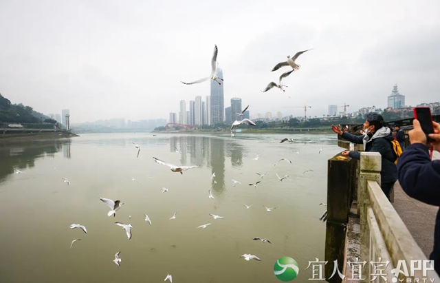 宜宾：红嘴鸥又来过冬啦！(图3)