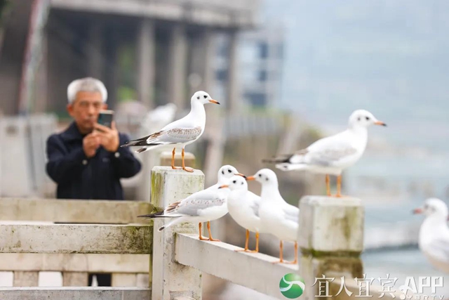 宜宾：红嘴鸥又来过冬啦！(图5)