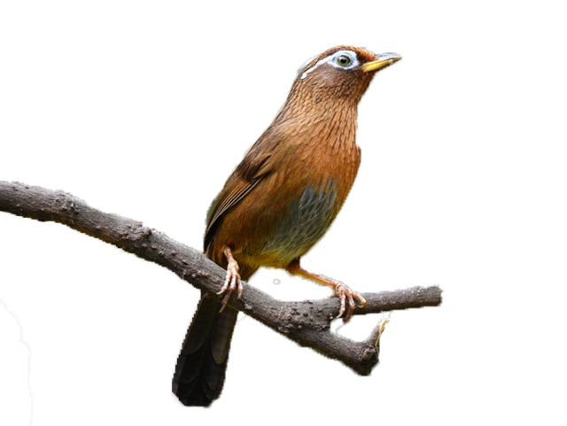 叙永公安解救了66只“小可爱”,这些人将被关进法律的“笼子”!(图1) 叙永公安解救了66只“小可爱”,这些人将被关进法律的“笼子”!(图1)