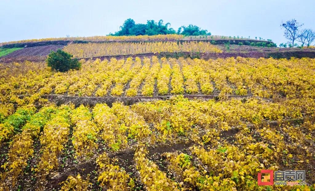 解决三大难题！自贡开创大豆种植新模式(图2)