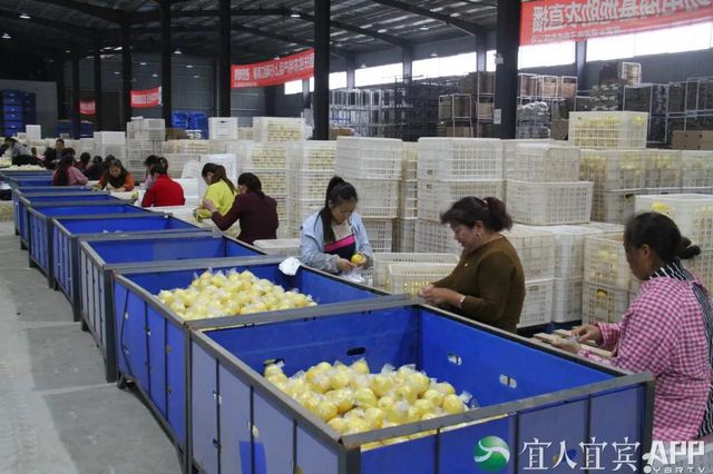 10.16亿元！“宜宾造”产品热销“双十一” 宜宾发布 昨天(图2)