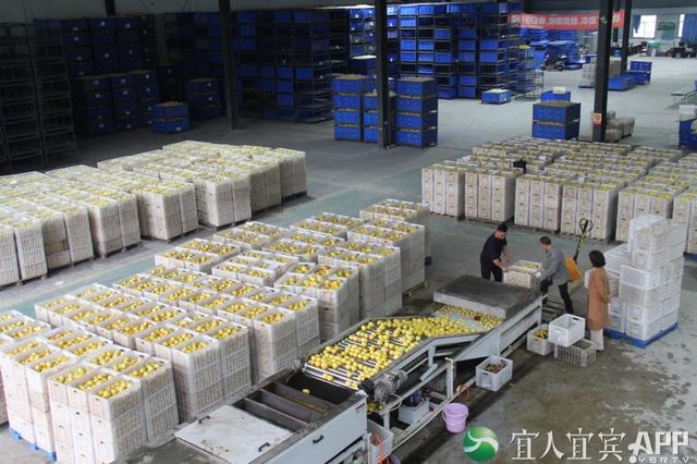 10.16亿元！“宜宾造”产品热销“双十一” 宜宾发布 昨天(图4)