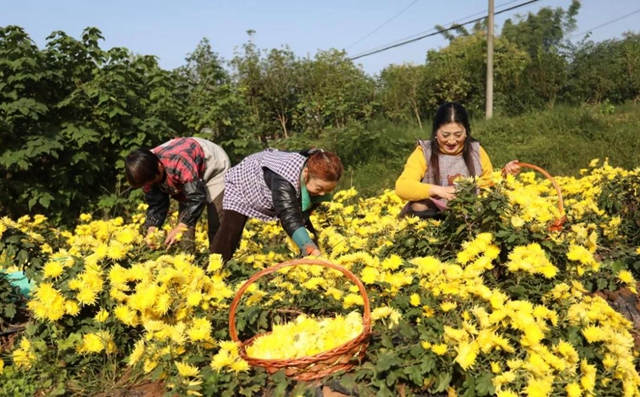 美如画！龙马潭十余亩金丝皇菊灿然绽放(图1)