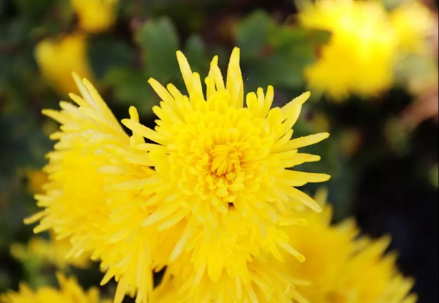 美如画！龙马潭十余亩金丝皇菊灿然绽放(图2)