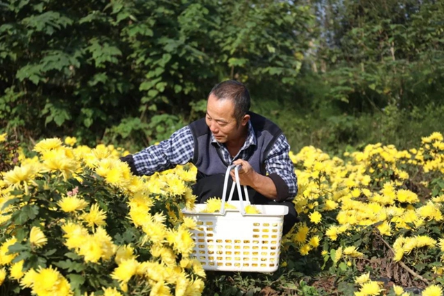 美如画！龙马潭十余亩金丝皇菊灿然绽放(图3)