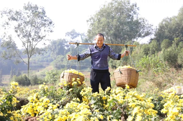 美如画！龙马潭十余亩金丝皇菊灿然绽放(图5)