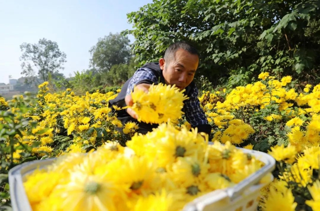 美如画！龙马潭十余亩金丝皇菊灿然绽放(图4)