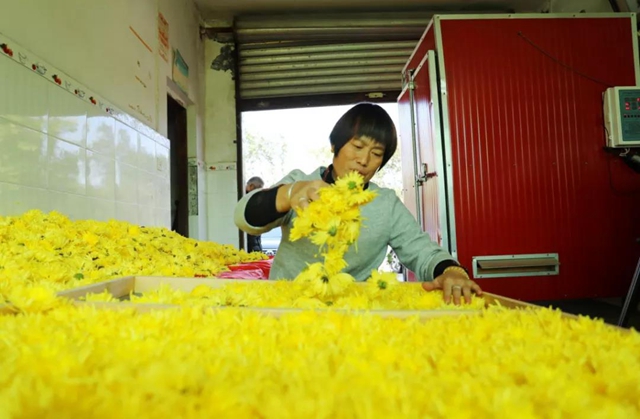 美如画！龙马潭十余亩金丝皇菊灿然绽放(图6)