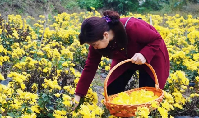 美如画！龙马潭十余亩金丝皇菊灿然绽放(图7)