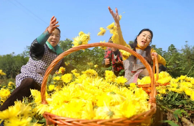 美如画！龙马潭十余亩金丝皇菊灿然绽放(图10)