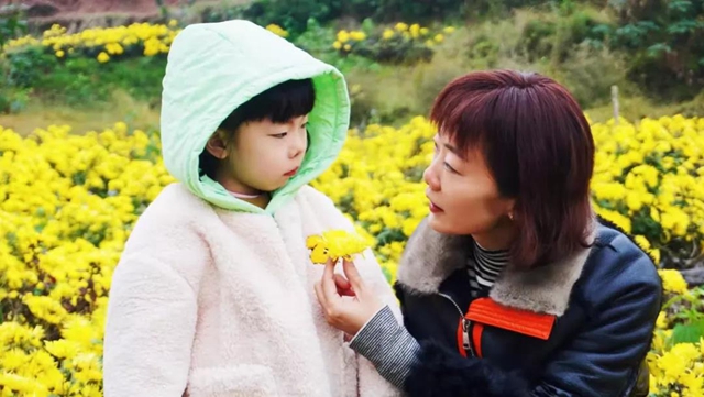 美如画！龙马潭十余亩金丝皇菊灿然绽放(图8)