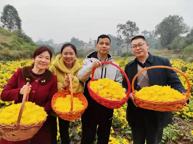 美如画！龙马潭十余亩金丝皇菊灿然绽放(图9)