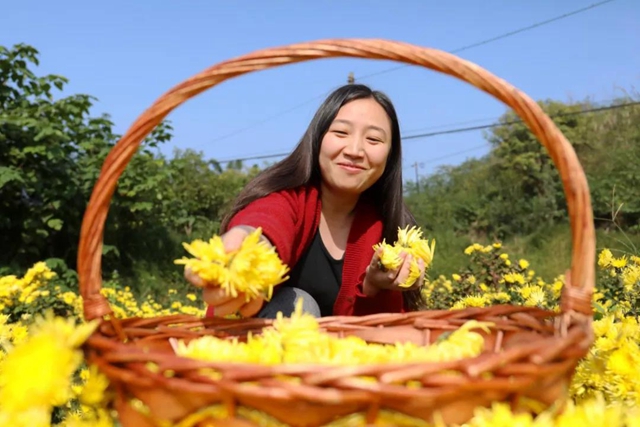 美如画！龙马潭十余亩金丝皇菊灿然绽放(图11)