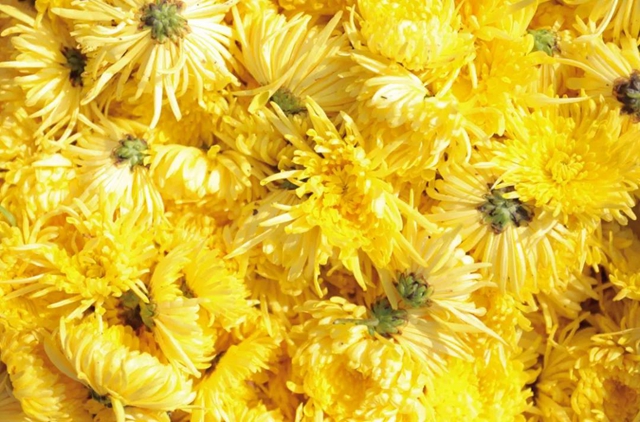 美如画！龙马潭十余亩金丝皇菊灿然绽放(图12)