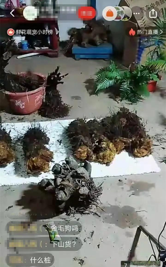 胆大包天！合江石龙镇一男子直播售卖国家二级保护植物，被网友举报……(图2)
