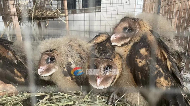 好稀奇！隆昌村民发现的这5只“怪鸟”，大有来头！(图3)