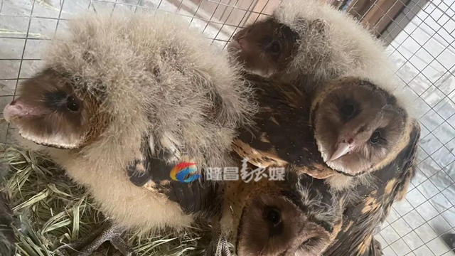 好稀奇！隆昌村民发现的这5只“怪鸟”，大有来头！(图1)