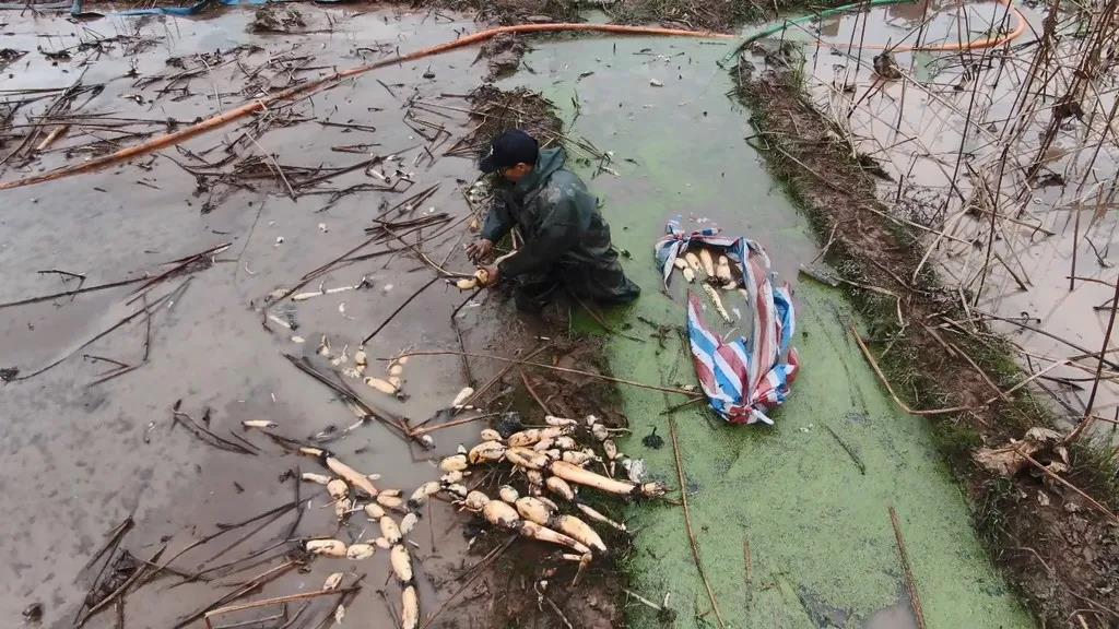 泸州纳溪农民挖藕忙：“水很刺骨，但心里暖”(图1)