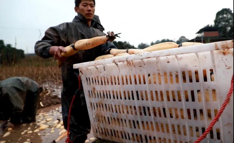 泸州纳溪农民挖藕忙：“水很刺骨，但心里暖”(图3)