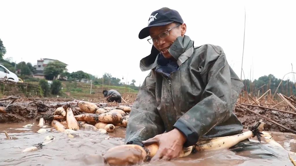 泸州纳溪农民挖藕忙：“水很刺骨，但心里暖”(图5)