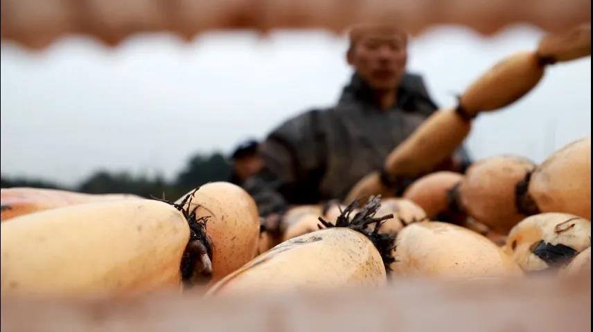 泸州纳溪农民挖藕忙：“水很刺骨，但心里暖”(图4)