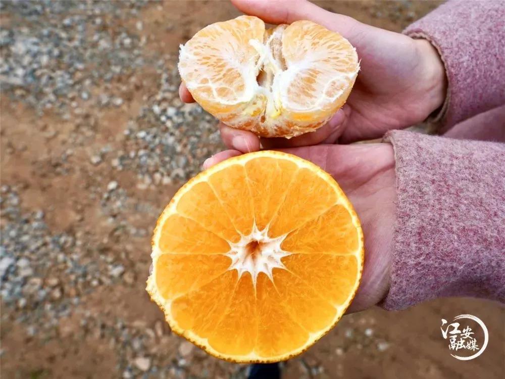 直播带货 让宜宾农产品有了“新销路”(图7)