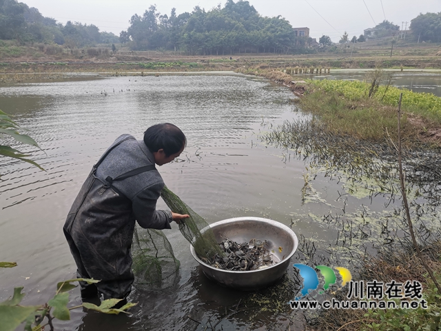 填补市场空档,泸县玄滩红膏蟹高价上市(图2) 填补市场空档,泸县玄滩红膏蟹高价上市(图2)