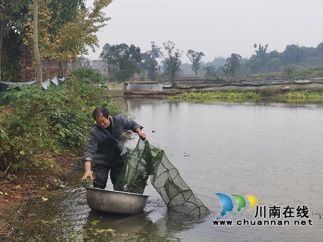 填补市场空档,泸县玄滩红膏蟹高价上市(图1) 填补市场空档,泸县玄滩红膏蟹高价上市(图1)