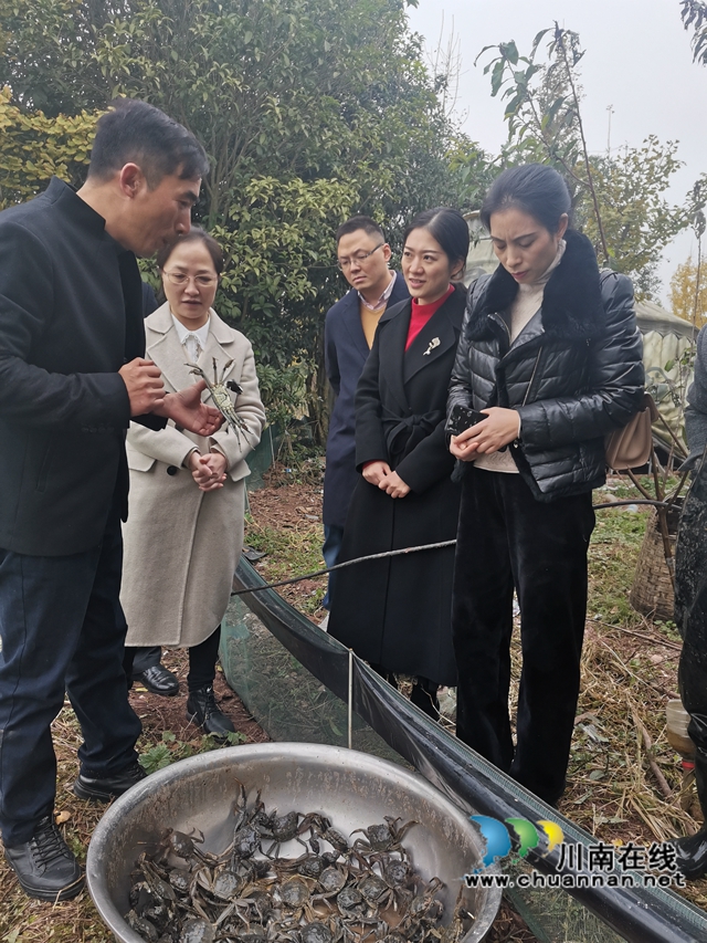 填补市场空档,泸县玄滩红膏蟹高价上市(图5) 填补市场空档,泸县玄滩红膏蟹高价上市(图5)