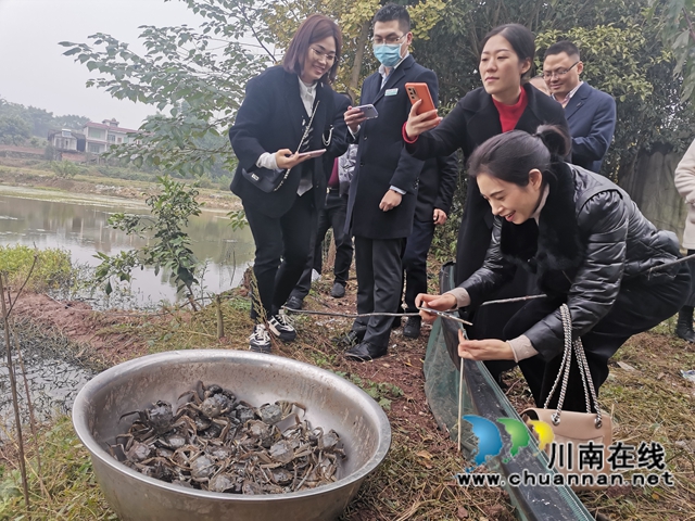 填补市场空档,泸县玄滩红膏蟹高价上市(图6) 填补市场空档,泸县玄滩红膏蟹高价上市(图6)