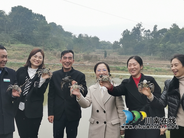 填补市场空档,泸县玄滩红膏蟹高价上市(图7) 填补市场空档,泸县玄滩红膏蟹高价上市(图7)