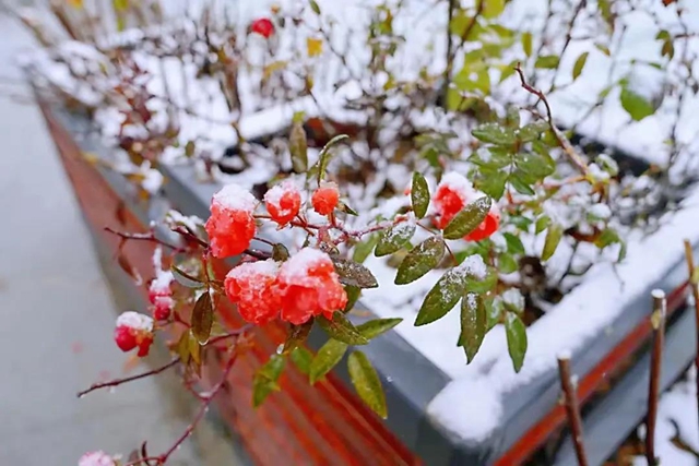 美如童话世界,“泸州之巅”雪花飘(图4) 美如童话世界,“泸州之巅”雪花飘(图4)