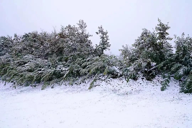 美如童话世界,“泸州之巅”雪花飘(图9) 美如童话世界,“泸州之巅”雪花飘(图9)