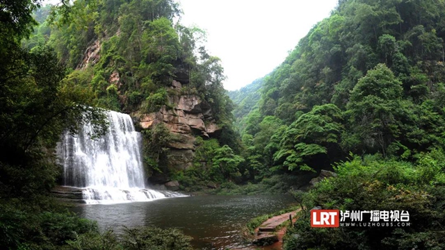 古蔺黄荆老林景区“升级”，未来将是“花海”世界(图7)