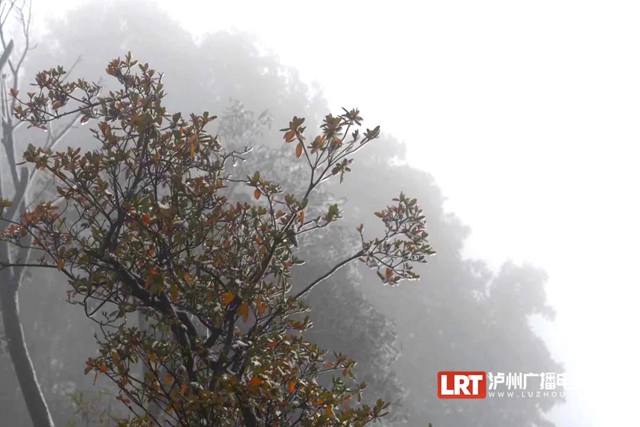 古蔺黄荆老林景区“升级”，未来将是“花海”世界(图3)