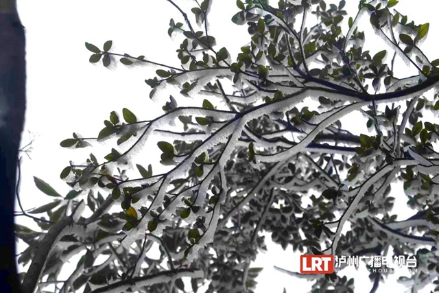 古蔺黄荆老林景区“升级”，未来将是“花海”世界(图2)