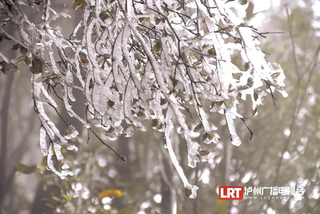 古蔺黄荆老林景区“升级”，未来将是“花海”世界(图1)