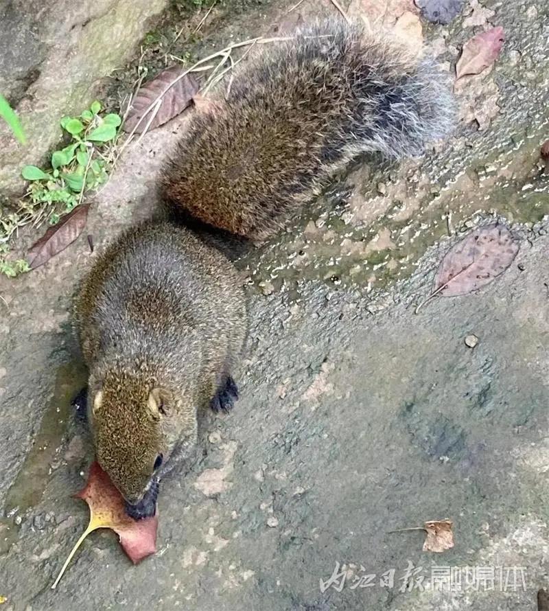 吓一跳！内江城区松山公园惊现一只小“魔王”——(图3)