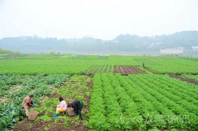脆甜化渣！内江公认“最好吃”的萝卜丰收啦(图2)